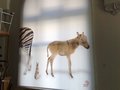 Spannrahmen vor Fenster gehängt, Naturkundemuesum Berlin